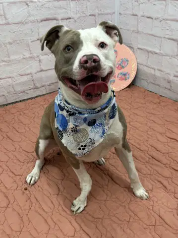 Culture Crave - Pit Bull Terrier