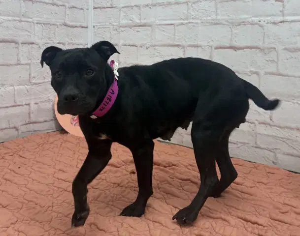 Lumen - American Pit Bull Terrier