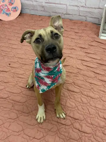 Leila - Pit Bull Terrier