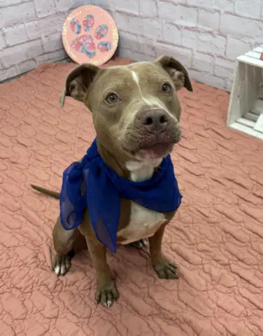 Cibo - Pit Bull Terrier