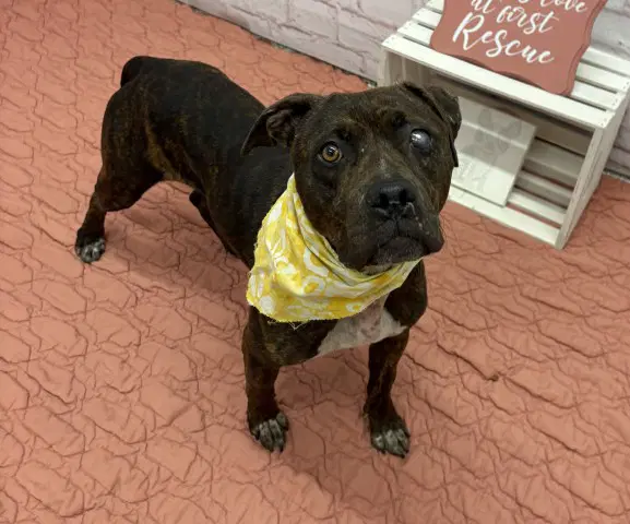 Coco - Pit Bull Terrier