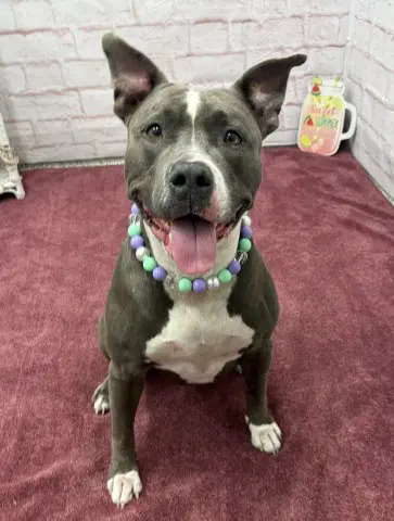 Sassy - Pit Bull Terrier