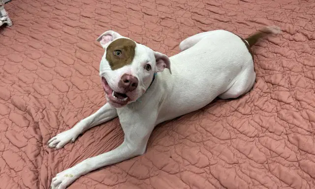 Rosemary - American Staffordshire Terrier