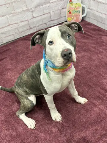 Brisa Bar - Pit Bull Terrier