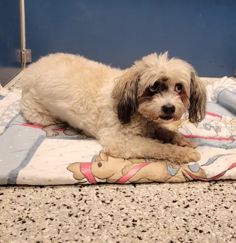 Toto - Maltese