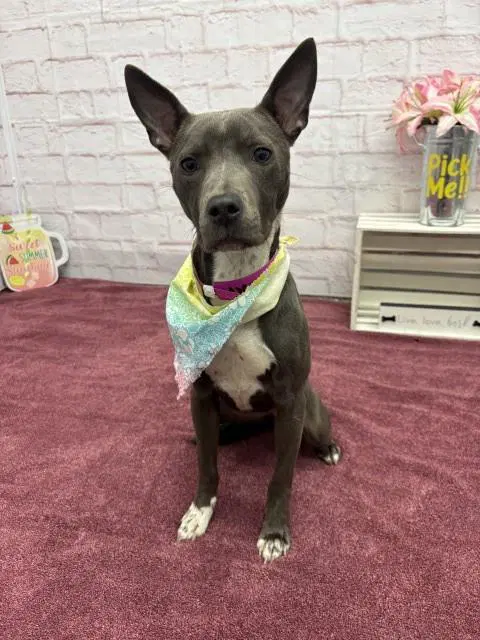 Azal - Pit Bull Terrier