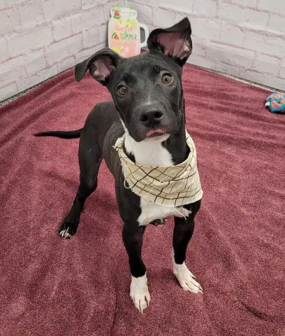 Donald - Pit Bull Terrier