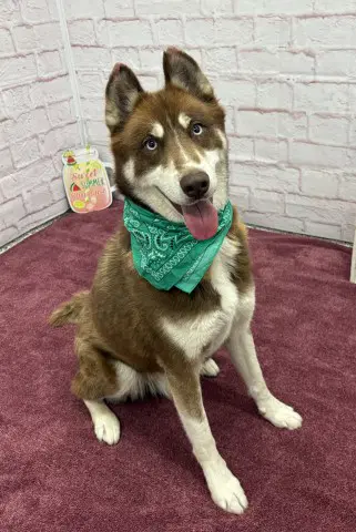 Husker - Husky