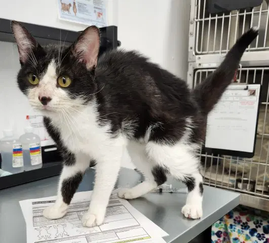 Karate - Domestic Short Hair