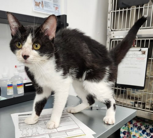 picture of the cat needing adoption