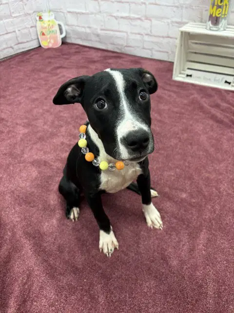 Oksana - Pit Bull Terrier