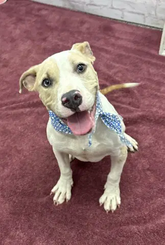 Deux - Pit Bull Terrier