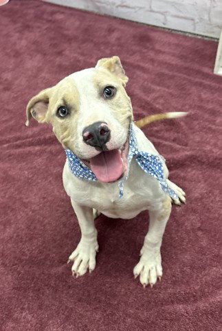 picture of the dog needing adoption