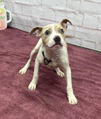 Trois - Pit Bull Terrier