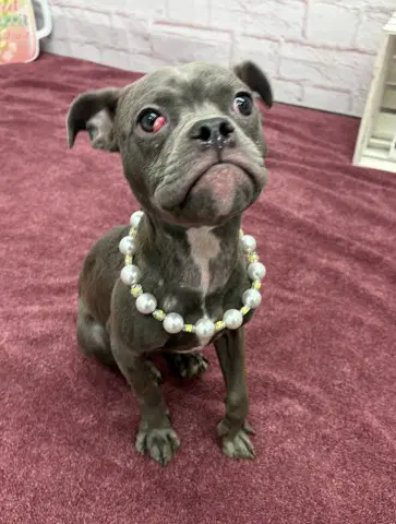 Trinosophes - Pit Bull Terrier