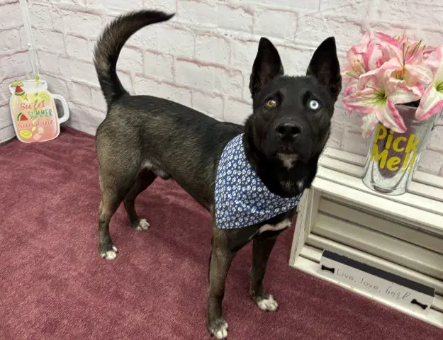 Yakov - Husky