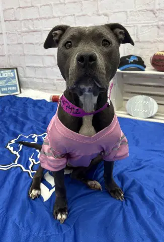 Cece Carter - Pit Bull Terrier