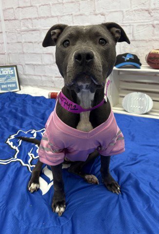 picture of the dog needing adoption