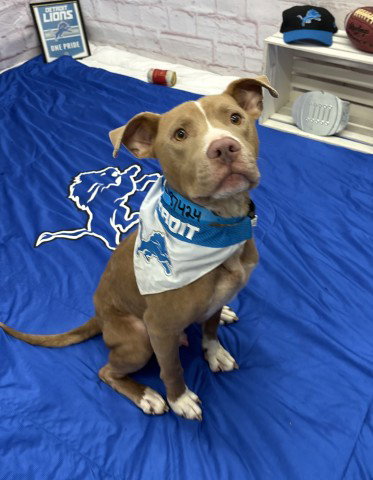 picture of the dog needing adoption