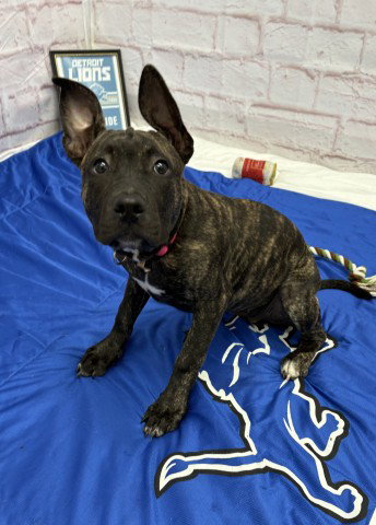 picture of the dog needing adoption