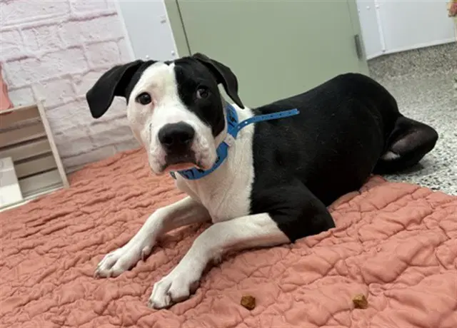 Jussa Lilguy - Pit Bull Terrier