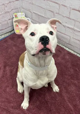 Dickerson - Pit Bull Terrier