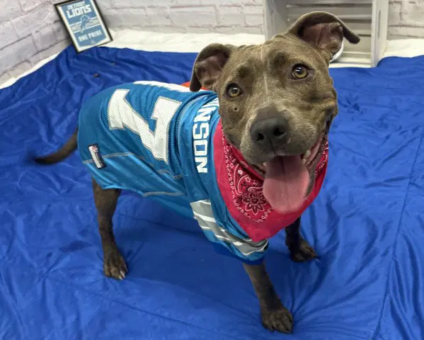 Ash Arder - Pit Bull Terrier