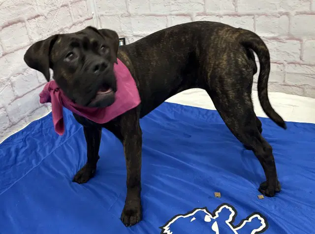 Bermuda - Mastiff