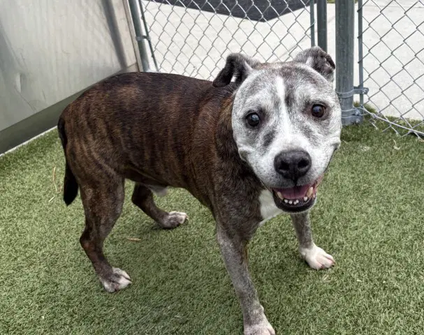 Dracula - Pit Bull Terrier
