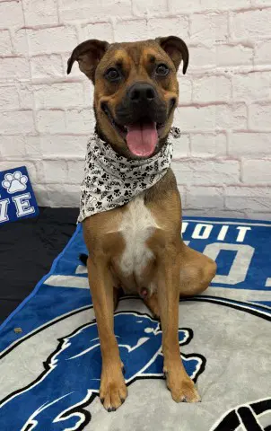 Mr Pickles - Pit Bull Terrier