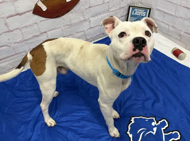 Caine - Pit Bull Terrier