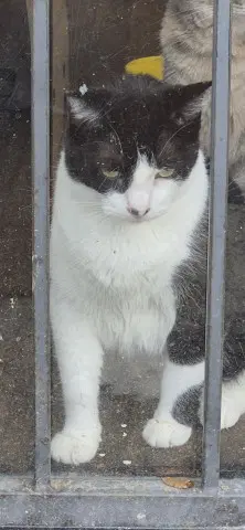 Marble - Domestic Short Hair
