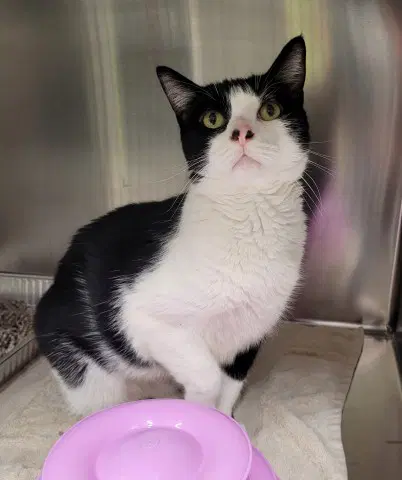 Marble - Domestic Short Hair