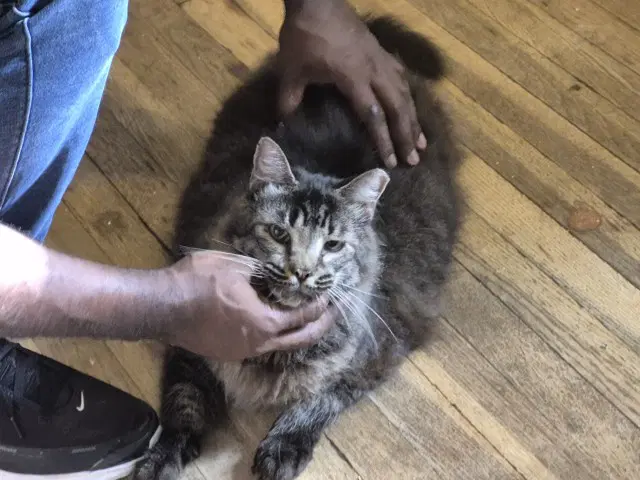 Tobias - Domestic Long Hair