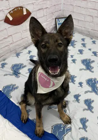 Florinda - German Shepherd Dog