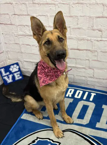 Luna Rodriguez - German Shepherd Dog