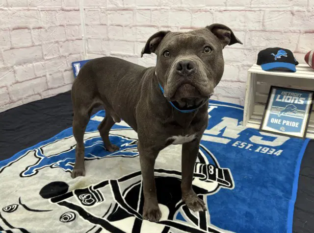 Metro - Pit Bull Terrier
