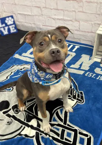 Brownie - Pit Bull Terrier