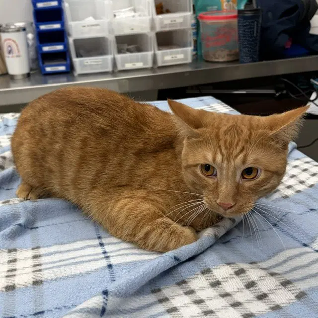 Huff - Domestic Short Hair