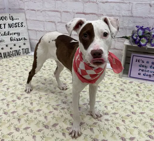 Elle - American Staffordshire Terrier