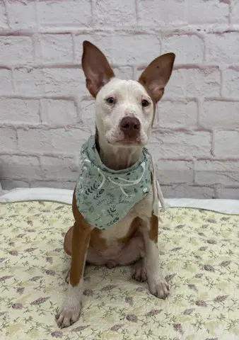 Dakota - American Staffordshire Terrier