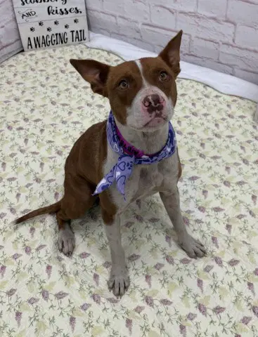 Lettie Alston - American Pit Bull Terrier