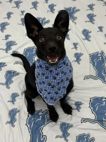 Boots - Australian Kelpie