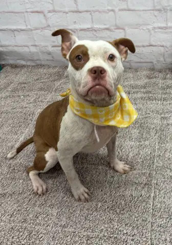 Alice Coop - American Staffordshire Terrier