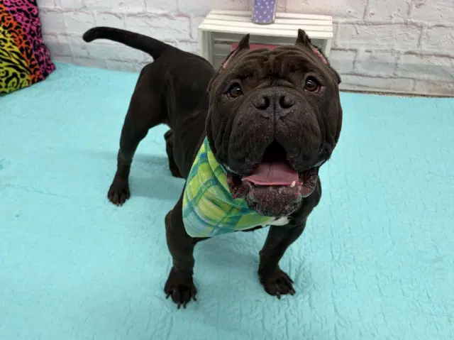 Patton - Staffordshire Bull Terrier