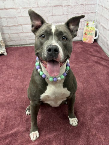 SASSY, a dog for adoption from Detroit Animal Care and Control