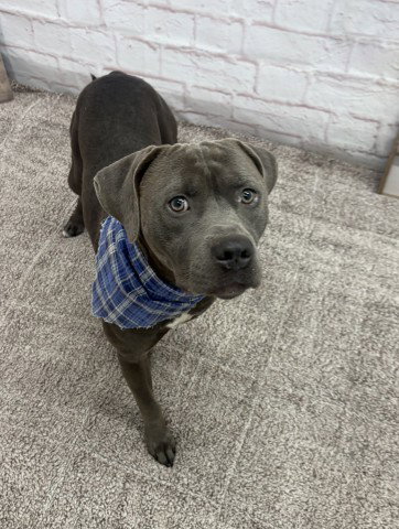 RIOT, a dog for adoption from Detroit Animal Care and Control