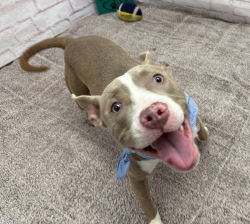 FLEEZANIS, a dog for adoption from Detroit Animal Care and Control