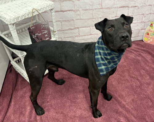 THE MUG, a dog for adoption from Detroit Animal Care and Control