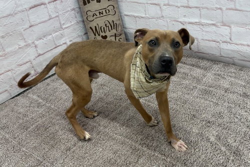 HANK BALLARD, a dog for adoption from Detroit Animal Care and Control